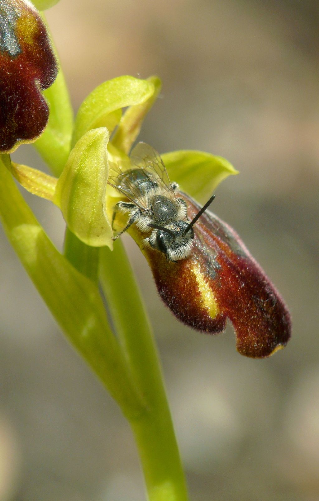 Quale Andrena su Ophrys lucana